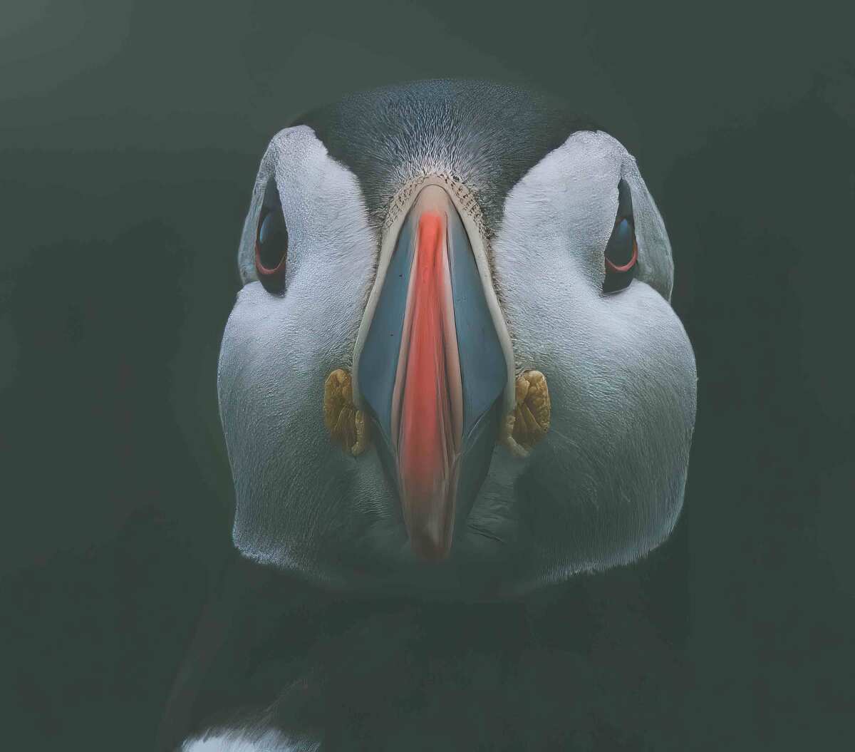 Puffin Portrait